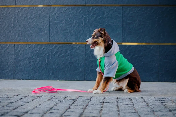 Dog City Australian Shepherd Aussie Dog Pet Town Dressed Dog — Stock Photo, Image