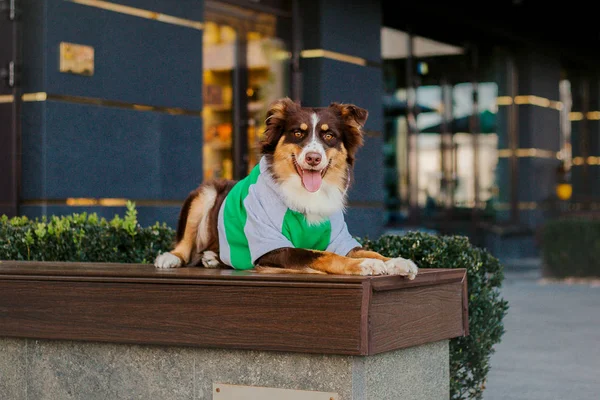 Dog City Australian Shepherd Aussie Dog Pet Town Dressed Dog — Stock Photo, Image