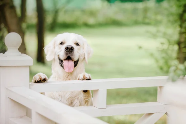 Golden Retriever Hund Parken — Stockfoto