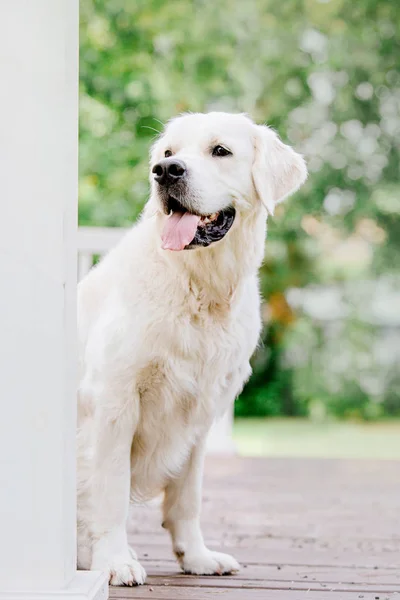 Golden Retriever Hund Parken — Stockfoto