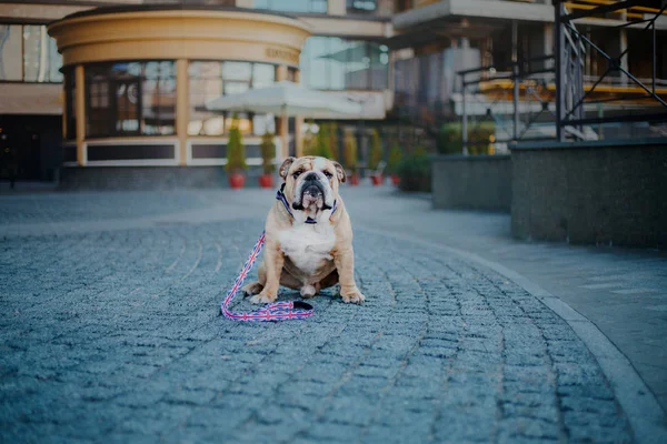 Netter Hund Posiert Tagsüber Freien — Stockfoto