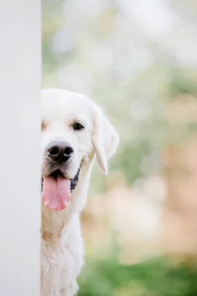 Golden Retriever Cão Parque — Fotografia de Stock