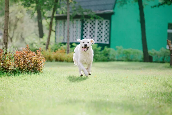 公園にいるゴールデンレトリバー犬は — ストック写真