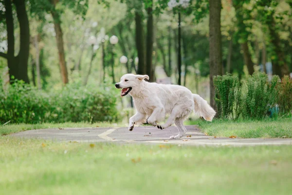 Parktaki golden retriever köpeği