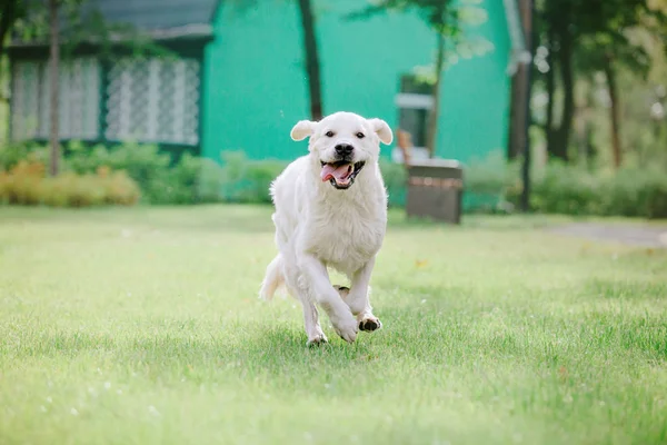 Γκόλντεν Ριτρίβερ Σκύλος Στο Πάρκο — Φωτογραφία Αρχείου