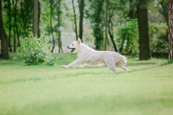 Golden Retriever Hond Het Park — Stockfoto