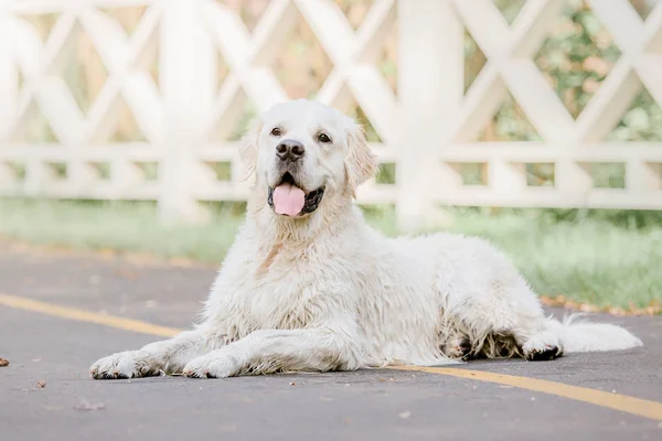 Parktaki Golden Retriever Köpeği — Stok fotoğraf