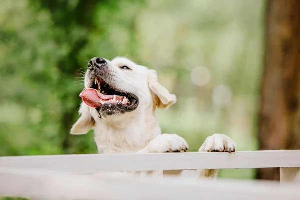 Golden Retriever Cão Parque — Fotografia de Stock