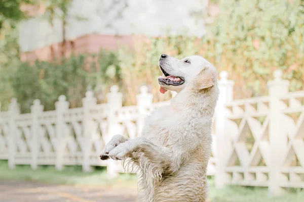 Golden Retriever Dog Park — Stock Photo, Image