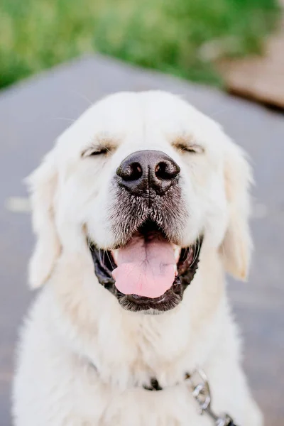 公園にいるゴールデンレトリバー犬は — ストック写真