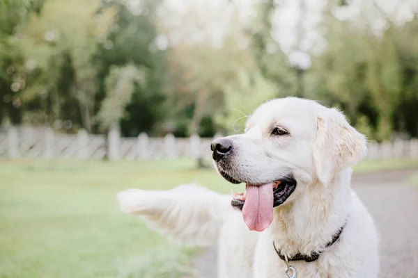 Golden Retriever Hund Parken — Stockfoto