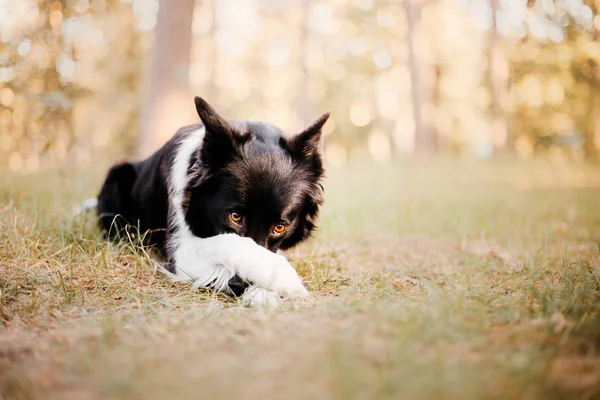 Piękny Border Collie Pies — Zdjęcie stockowe