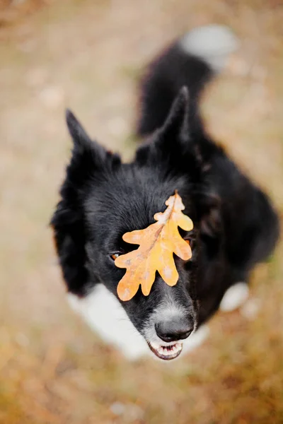 美しいボーダーコリー犬 — ストック写真