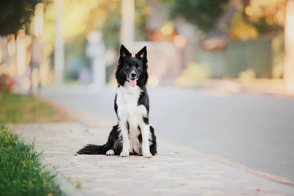 Güzel Kenar Kömür Ocağı Köpek — Stok fotoğraf