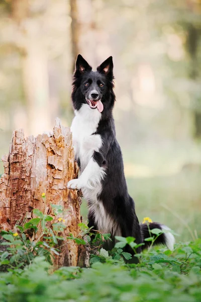 Schöner Border Collie Hund — Stockfoto