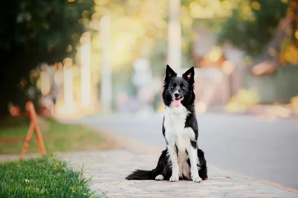 Smukke Border Collie Hund - Stock-foto