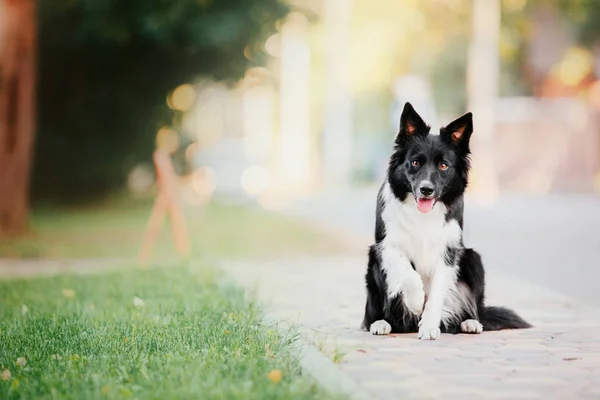 Güzel Kenar Kömür Ocağı Köpek — Stok fotoğraf