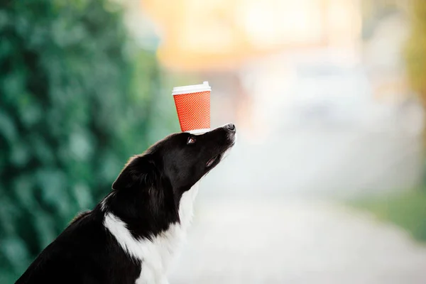 Dog with a cup of coffee. Border Collie dog