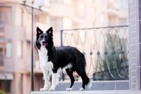 Beautiful Border Collie Dog — Stock Photo, Image