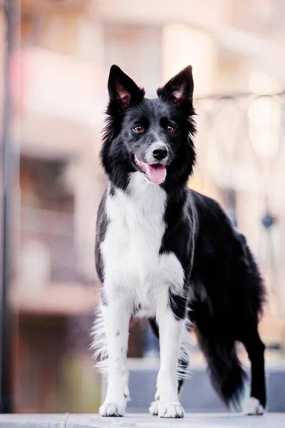 Bonito Cão Collie Fronteira — Fotografia de Stock