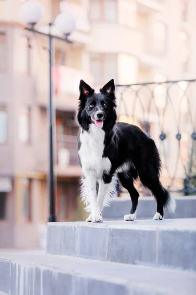 Bello Border Collie Dog — Foto Stock
