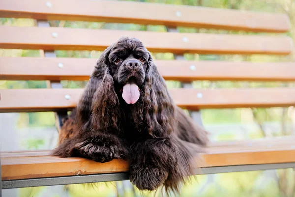 美国可卡犬狗 — 图库照片