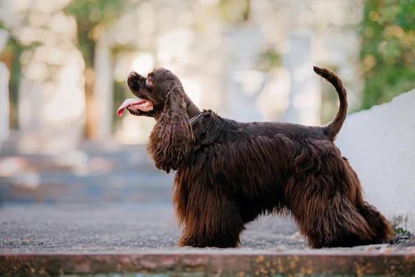 Amerykański Cocker Spaniel Pies — Zdjęcie stockowe