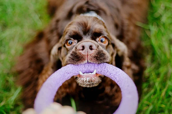 Amerikaanse Cocker Spaniel Hond — Stockfoto