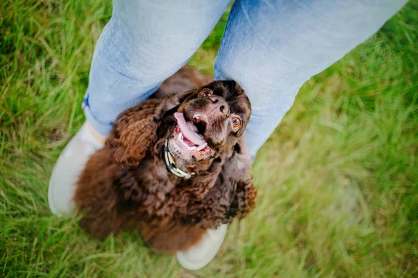 Cão Americano Cocker Spaniel — Fotografia de Stock