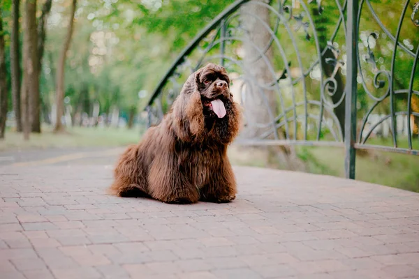 美国可卡犬狗 — 图库照片