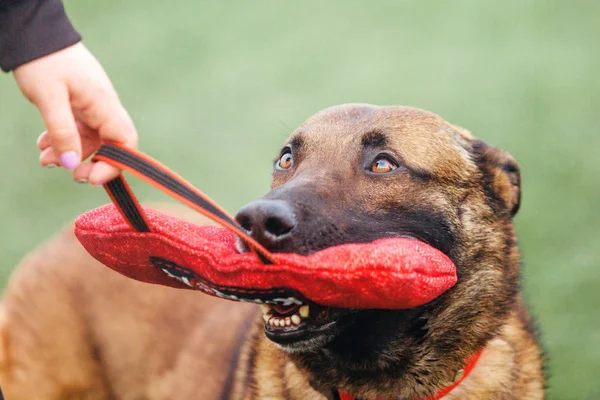 Belgian Shepherd Malinois Dog Running — Stock Photo, Image