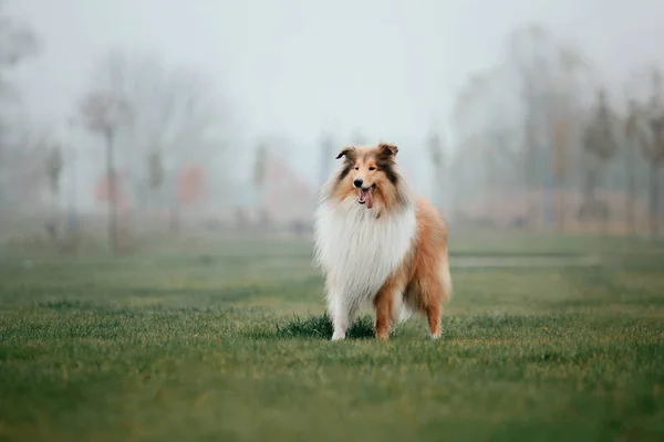 Ruwe Collie Hond — Stockfoto