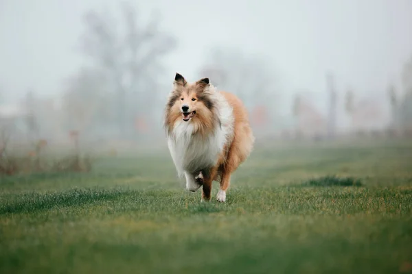 Der Grobe Collie Hund — Stockfoto