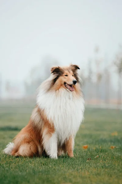 Cão Collie Áspero — Fotografia de Stock