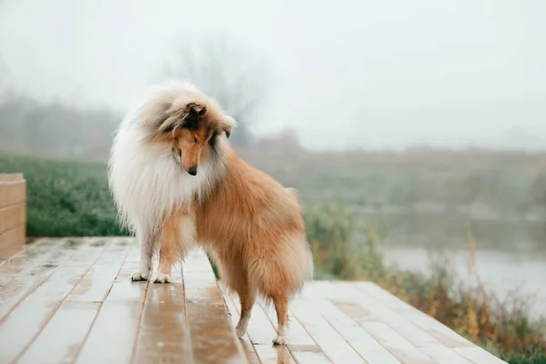 Rough Collie Dog — Stock Photo, Image