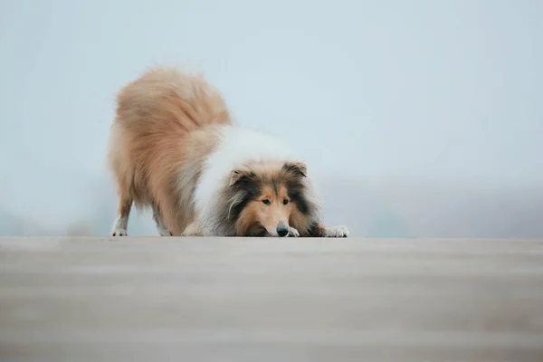 Cão Collie Áspero — Fotografia de Stock