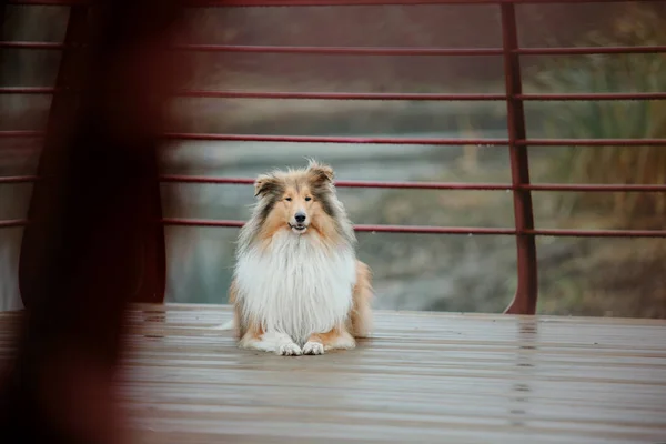 Långhårig Collie Hunden — Stockfoto