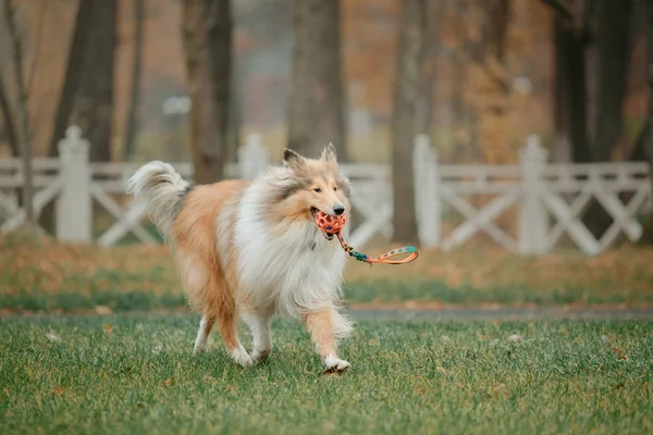 Der Grobe Collie Hund — Stockfoto