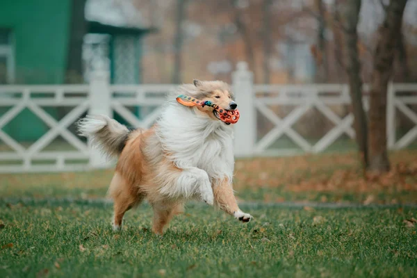 Långhårig Collie Hunden — Stockfoto