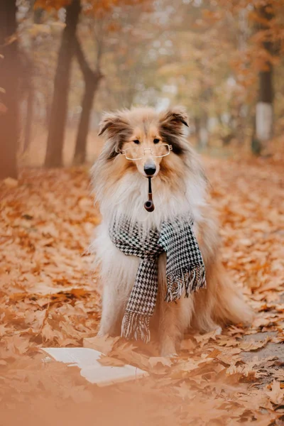 Kolie Dlouhosrstá Pes Pes Brýlemi Čtení Knihy Podzimní Nálada — Stock fotografie
