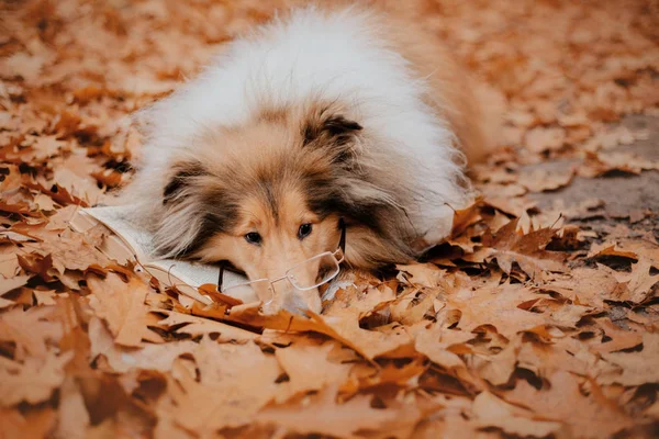 Rough Collie Dog Dog Glasses Reading Book Autumn Mood — Stock Photo, Image