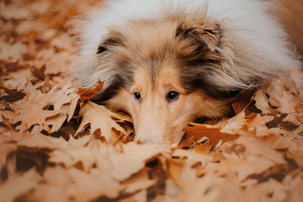 Der Grobe Collie Hund — Stockfoto
