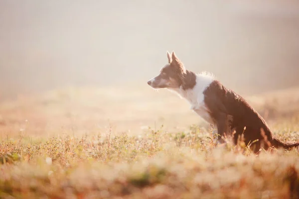 Border collie dog in autumn. Autumn concept. Autumn leaves. Fall season