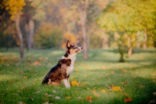 Border Collie Hund Herbst Herbstkonzept Herbstlaub Herbstzeit — Stockfoto