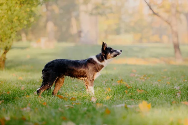 Border Collie Dog Automne Concept Automne Feuilles Automne Saison Automne — Photo