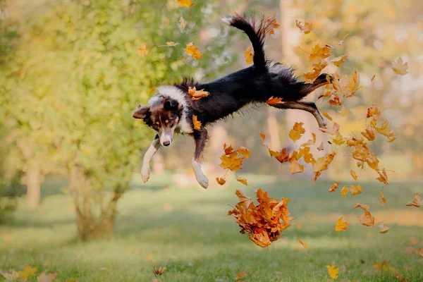 Sonbahar kenar kömür ocağı köpek. Sonbahar kavramı. Sonbahar yaprakları. Sonbahar sezon