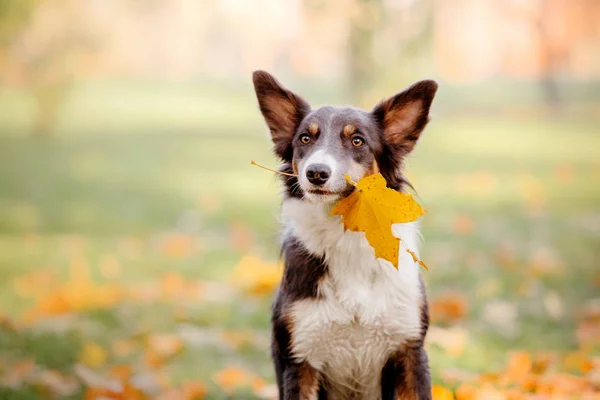 ボーダーコリー犬のおもちゃ 犬が口の中に秋の葉をくわえています 秋のコンセプトです 秋の紅葉 秋のシーズン — ストック写真