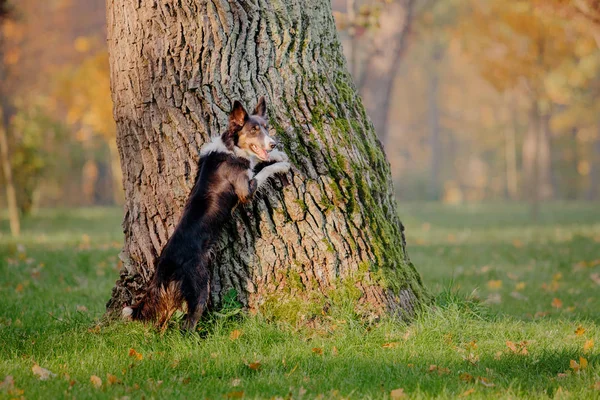 秋のボーダーコリー犬 秋のコンセプトです 秋の紅葉 秋のシーズン — ストック写真