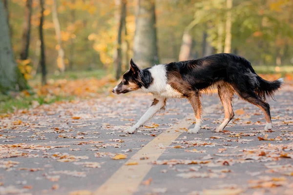 Border collie dog in autumn. Autumn concept. Autumn leaves. Fall season