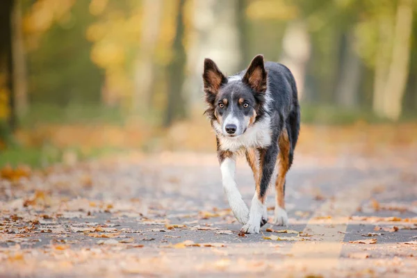 Sonbahar Kenar Kömür Ocağı Köpek Sonbahar Kavramı Sonbahar Yaprakları Sonbahar — Stok fotoğraf